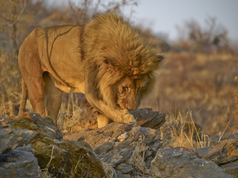 Lion, Amani Lodge